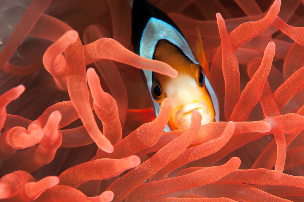 Clownfish in a Red Anemone