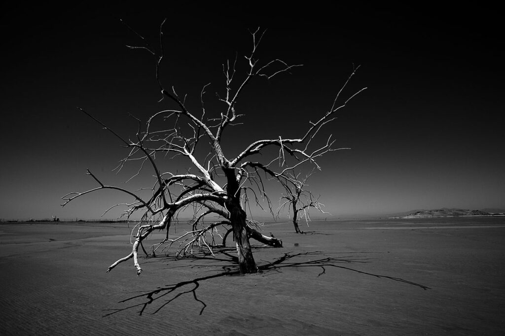 Salton Sea Tree