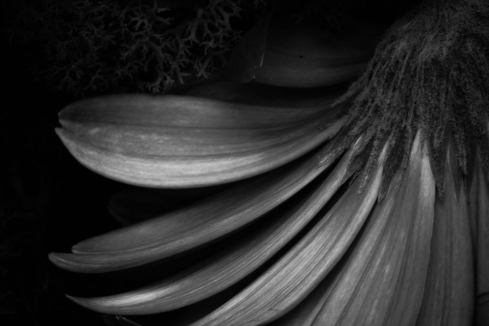 Black & White Flower Photography
