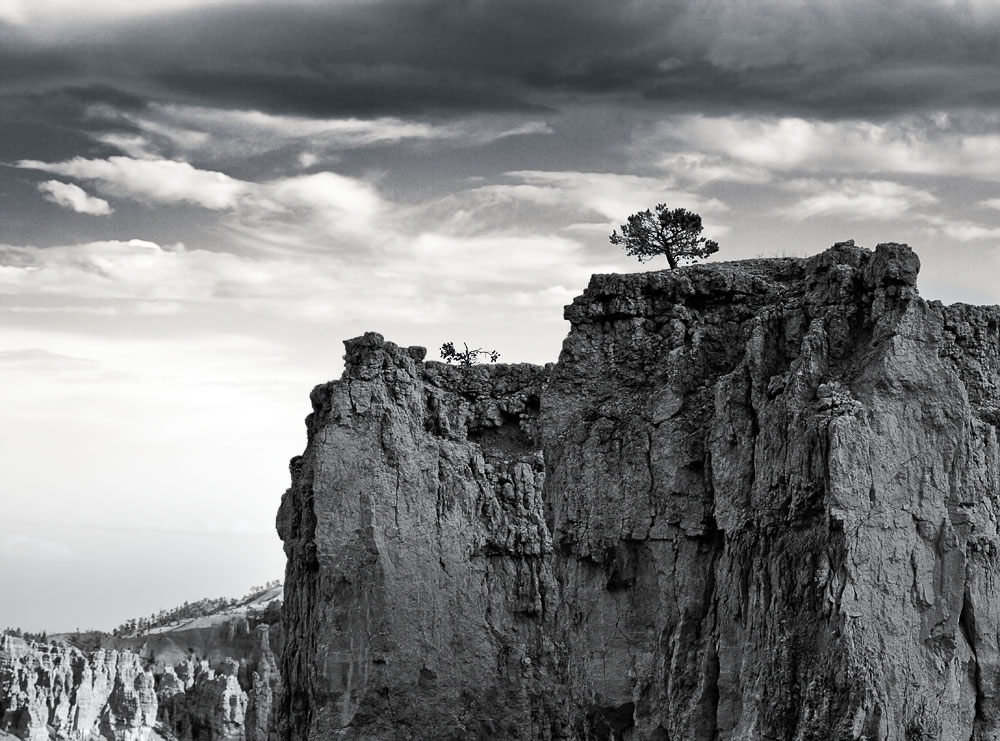 Black & White Tree on Cliff in Storm